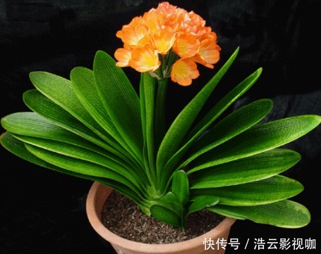 君子兰在养育时,根部正常,植株也正常,但叶片不长是咋回事