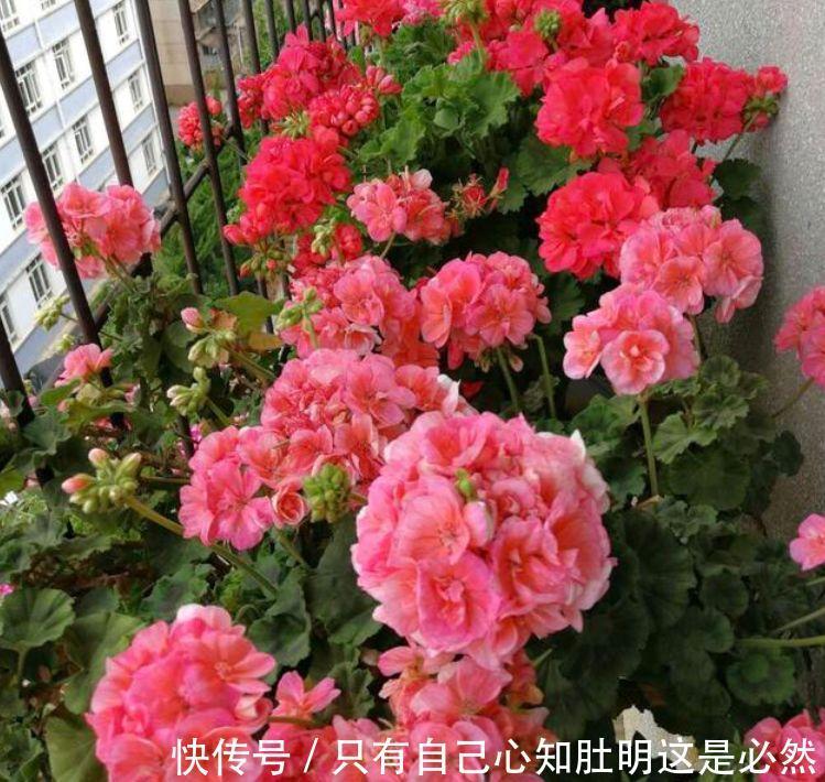 4种花堪称“开花机器”,365天都在开花,一盆千百朵,枝头花苞满