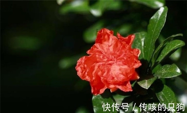 皇太妃|六首诗词中的端午与石榴花:榴花照眼江天暮,榴花不似舞裙红