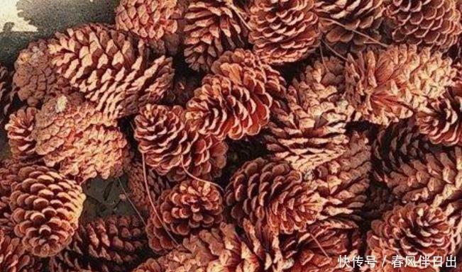 怎么让养花更富有趣味?多收集松果,学着这般处理