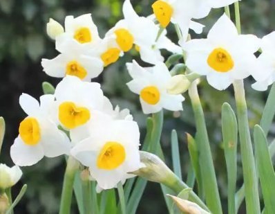 三种水号称养花神器,比花肥效果好用100倍,养啥都能轻松长不停