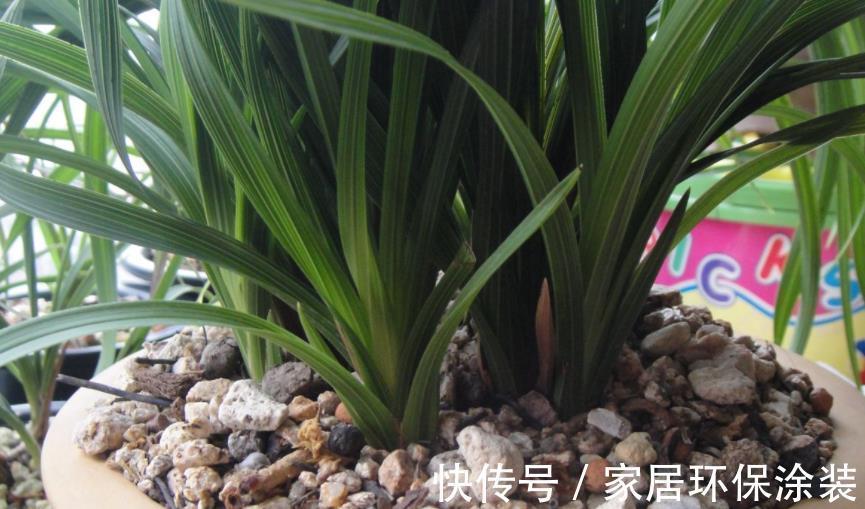 土壤|养花先养根，养兰先学会配土，微酸，一年苗有底肥就不用施肥