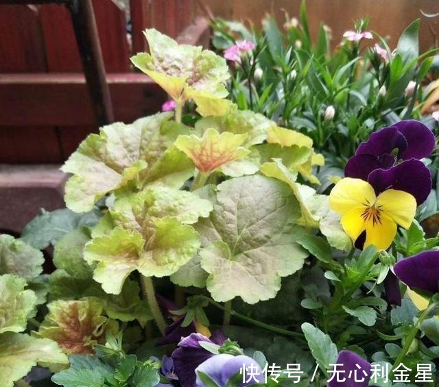 矾根|为了300㎡露台花园,毫不犹豫买了这房子,在城市屋顶过上田园生活!