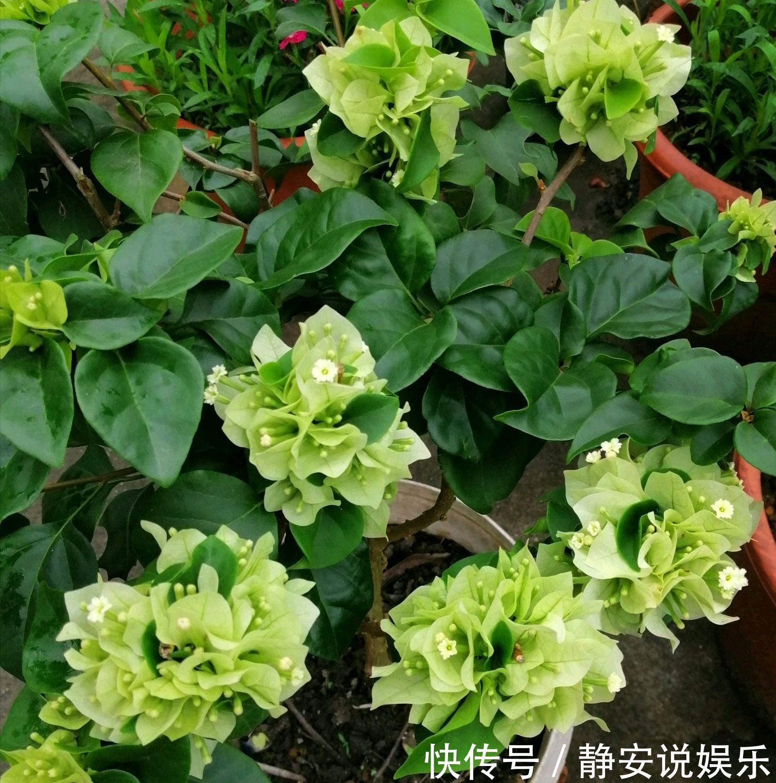 三角梅矮化促花芽分化技巧,没事喷喷“它”,开花爆盆又造型紧凑