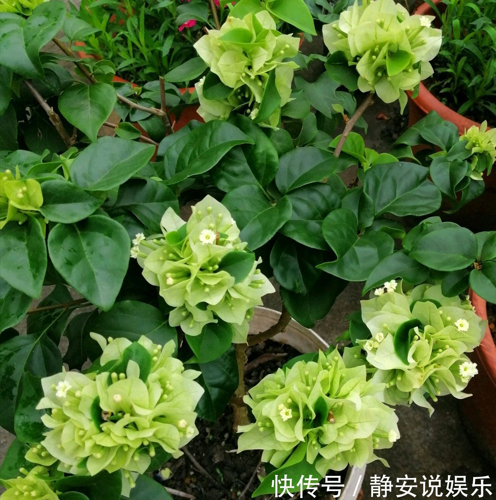 三角梅矮化促花芽分化技巧，没事喷喷“它”，开花爆盆又造型紧凑