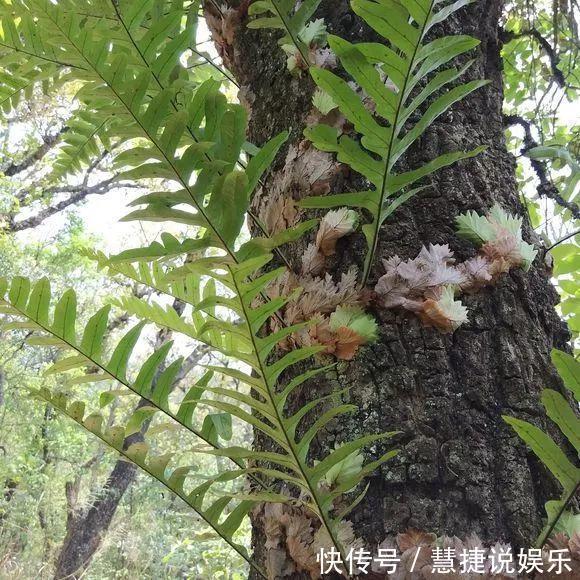 蝴蝶兰不用土不用肥,1块树皮就能活!