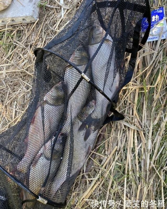 饵料|夏季做钓鲢鳙,五个大招让你变王者