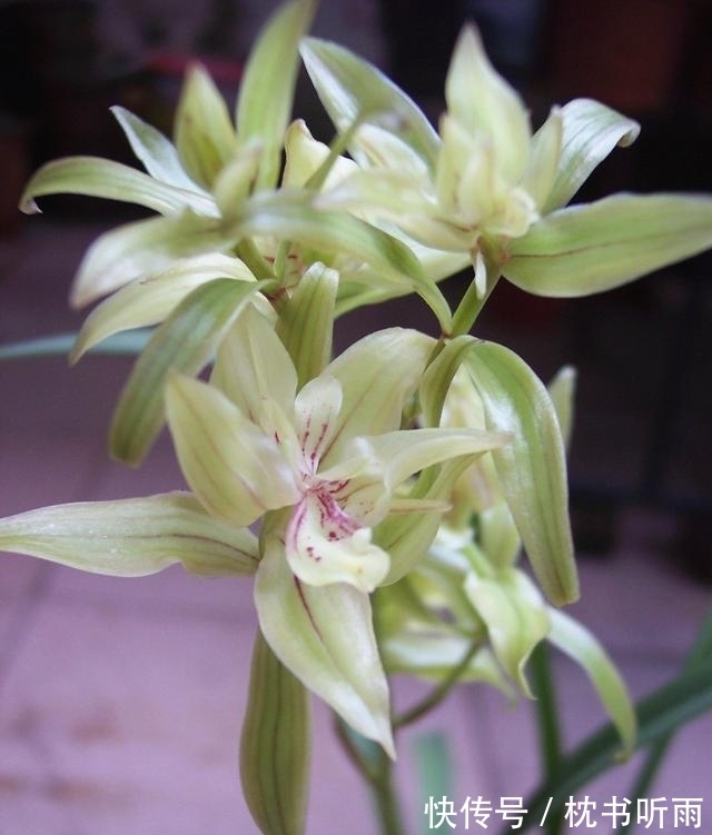 此兰花百年不遇,造型奇特,香味扑鼻,花瓣多达几十片,性价比高