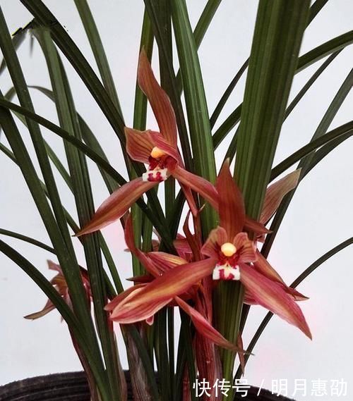 曾争相抢购的兰花,现白菜价,花色鲜红,落地就生根,是兰花铭品