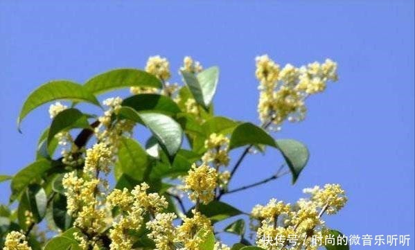 庭院种什么树好