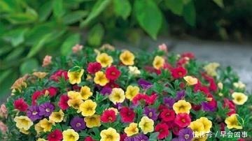 漂亮的花朵|养这6种花,家里全年都是“小花园”,花朵一茬又一茬的开!