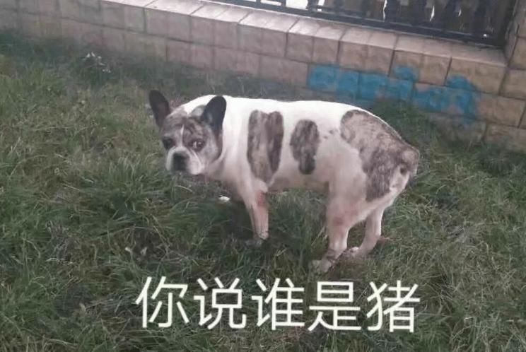 老公|“发现一个手办和我老公长得一模一样,这也太丑了吧!”哈哈哈