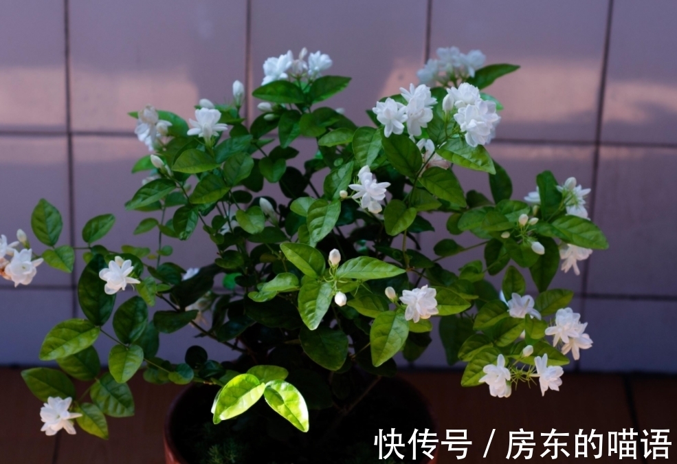 仙人球|5种“漂亮花”,喜欢毒日头,晒晒太阳,直接爆花快