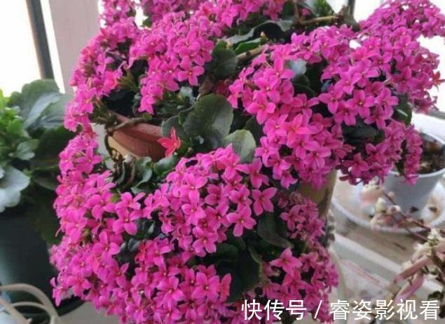 叶壮|给长寿花“吃点肥料”，春节花苞特别多，大苗小苗肥肥壮壮