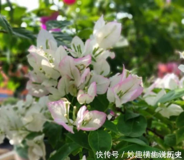 三角梅|45种三角梅品种,红、橙、黄、绿、白、紫,每一种都很好看!