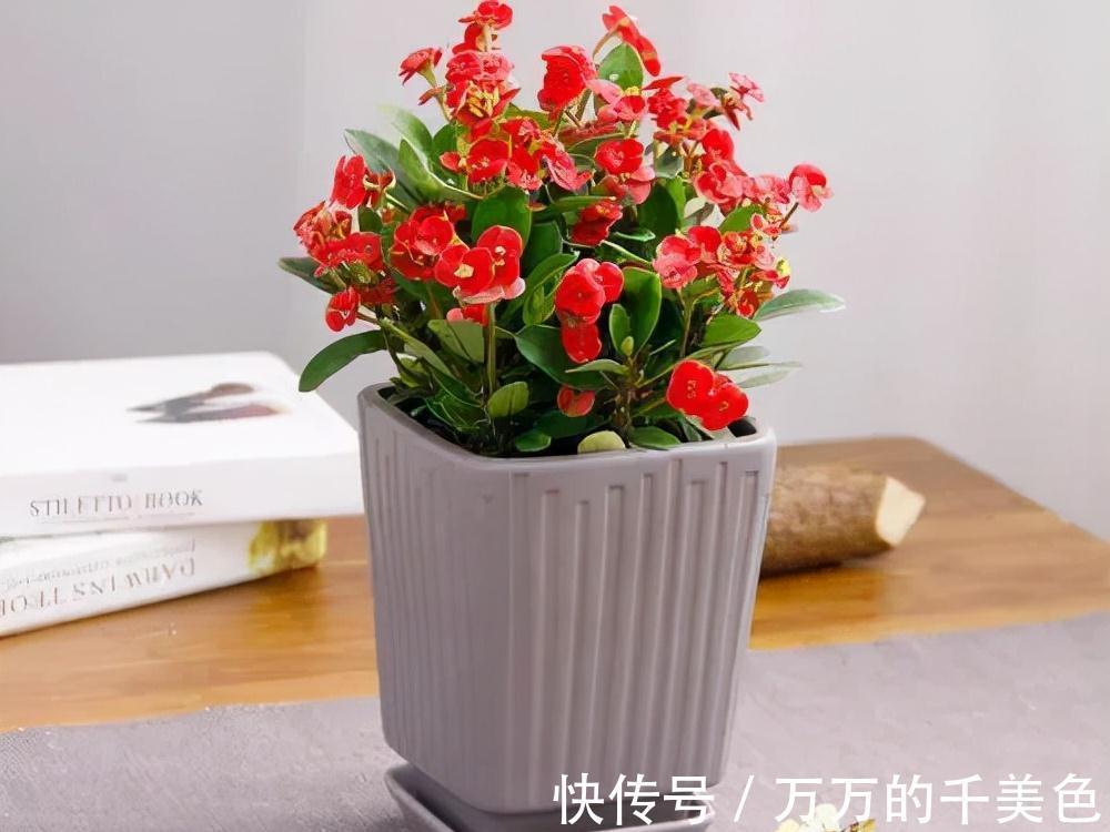 容易因多浇水而死的“10种花”,想要养好,管住手,少浇水