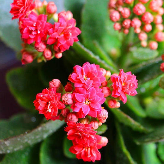 长寿花入秋后,尽早这样养,花期提前,秋冬能开好几茬