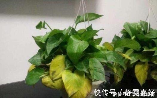 花盆|它简直是绿萝“救命稻草”，真心好用，盆里加点起死药，马上复活！