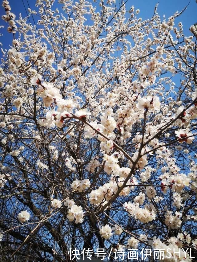 老年|塞外江南的花海世界