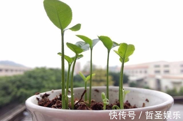 别再傻了,用这几种水浇花,花就跟打了鸡血一样疯长!