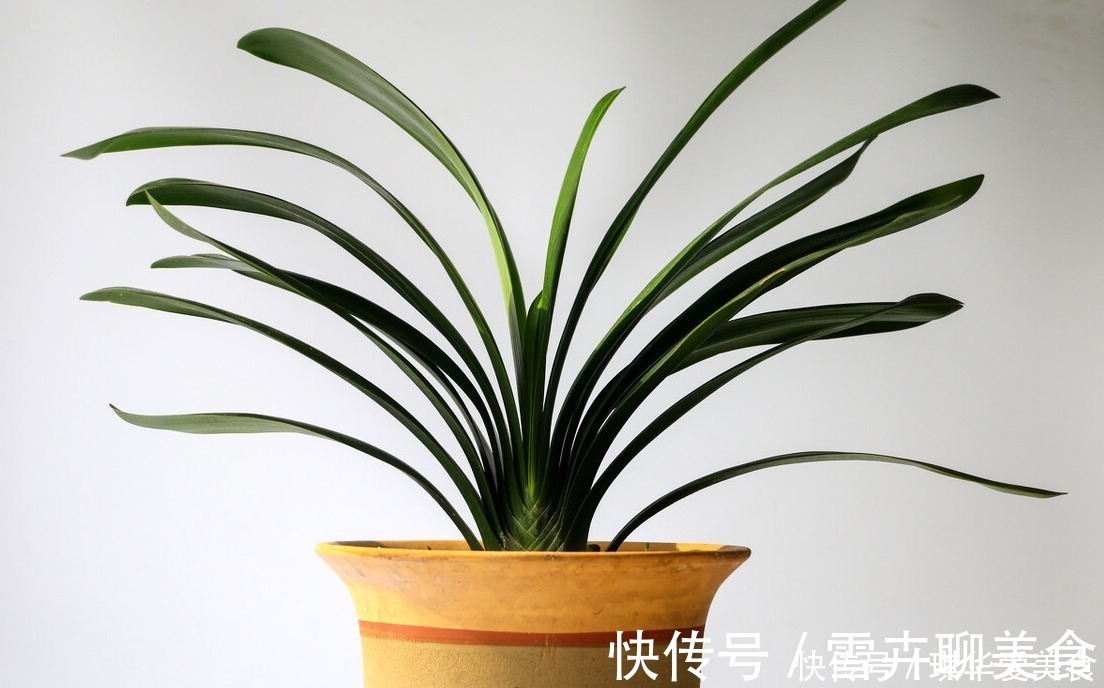 花期|“春不出，夏不晒，秋不干，冬不湿”，君子兰的四季莳养