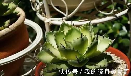 论怎样为变丑的多肉植物整容