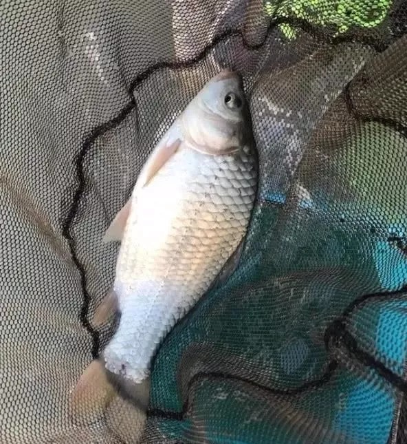 冬天不打窝反而钓得更多?多半是方法用错了,这样打窝聚鱼才快