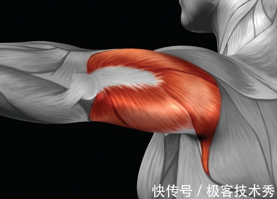 双脚|5个瑜伽动作，让你轻松get天鹅臂！