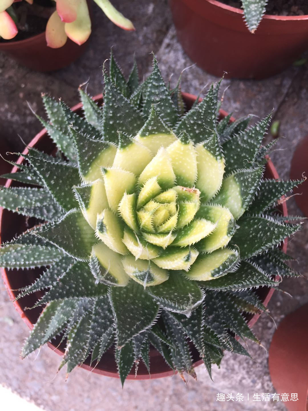 植株|它们,形相似,名有别,肉一样,色不同,几款多肉“莲花”好爆盆