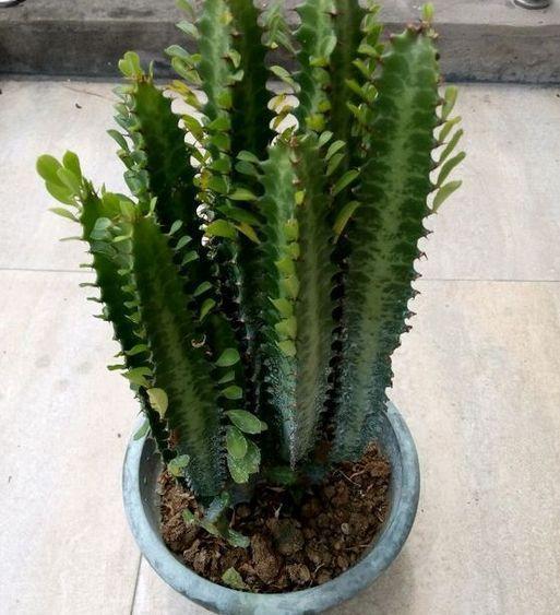 净化|没人喜欢的2种“丑花”,殊不知,它能“吸甲醛”,越养越值钱!