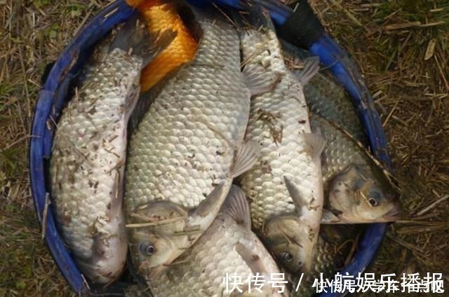 花香|想要钓好鲫鱼,这些鲫鱼喜欢的味道,就都得了解一下