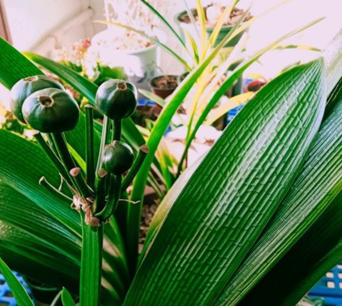 冬天|家养几种花,养护有技巧,期生长顺利,花香浓