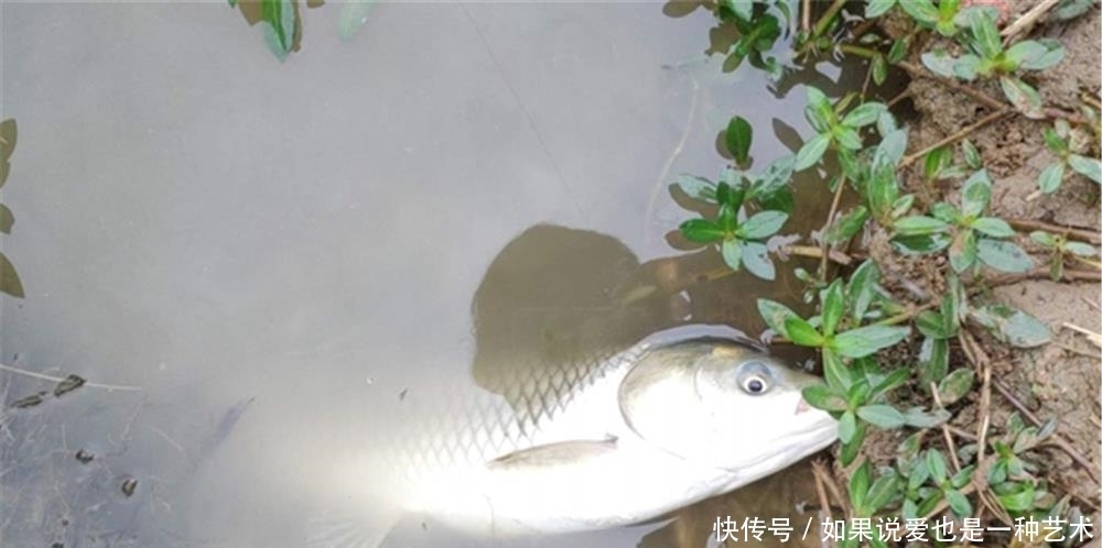 钓法|初夏草鱼不在水底,想要钓获大草鱼,用这两种必杀钓法!