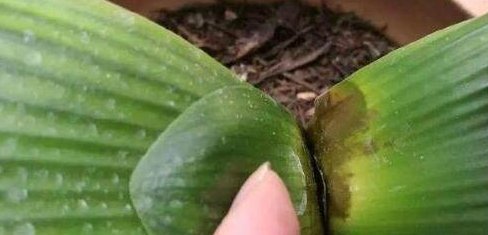 君子兰烂心要死了别扔,教你一招,分分钟满血复活