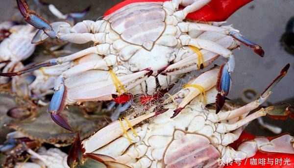 买梭子蟹时,说这“4个字”,老板就知道你是行家,准给你肥蟹