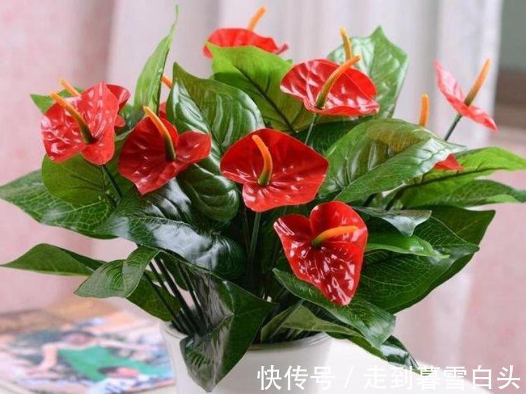 3种花好养又漂亮，花朵大花期长，喜庆又好养，满屋飘香！
