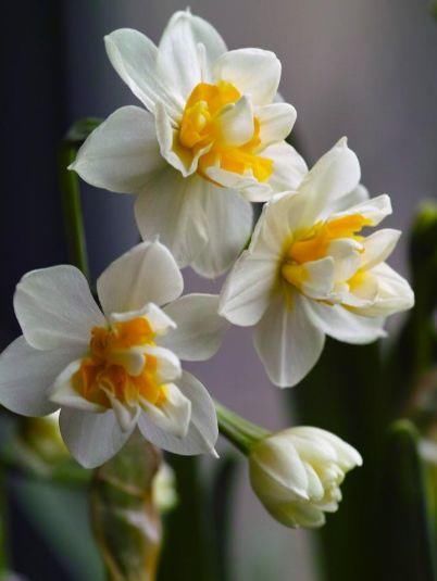 几款花卉，开花勤爱爆盆，开花一茬接一茬，对待新手很友好