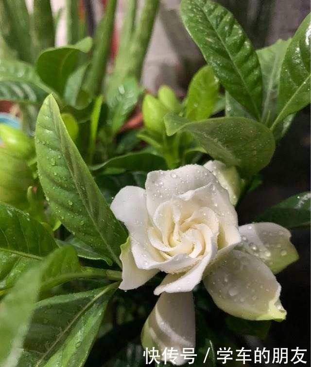 4种花爱喝啤酒,半个月给它喂1盅,越喝叶子越绿!