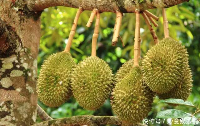 盘点世界上特别的水果，你吃过几种，我认为第六种最好吃