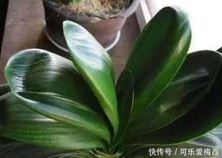 废油|君子兰盆里埋点猛料，15年不烂根，叶片肥得流油，花开30朵