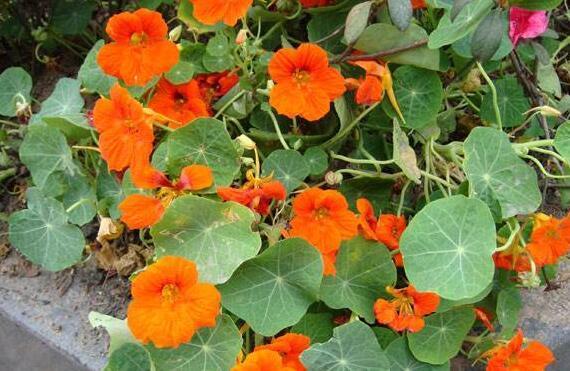 养花就养这4款，不用操啥心，枝头窜满花苞，美成小花园