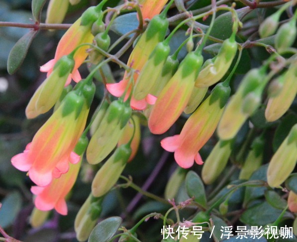 风铃草$此花花色明亮素雅，给人一种十分温暖的感觉，表达着温暖的爱意