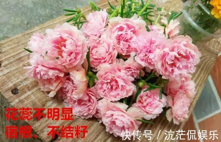 花花|不怕热不怕晒的花,切碎扔土里就活,大写的服!