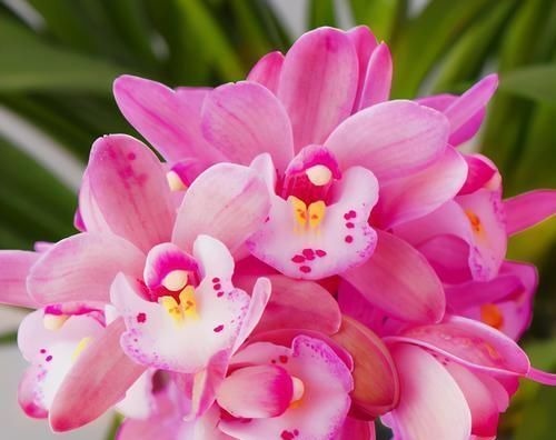 兰花中最香的品种—香妃，花大色艳，芳香四溢，花叶双馨，还好养