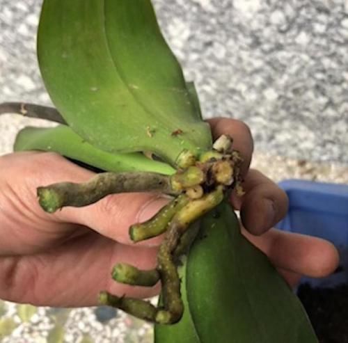 年宵花|蝴蝶兰“烂大根”？秋天剪一剪泡个澡，照样开成花中“美王后”