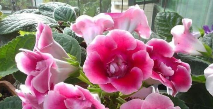 3种花便宜漂亮又好养，10元买两盆，开花漂亮花期长，谁养谁喜欢