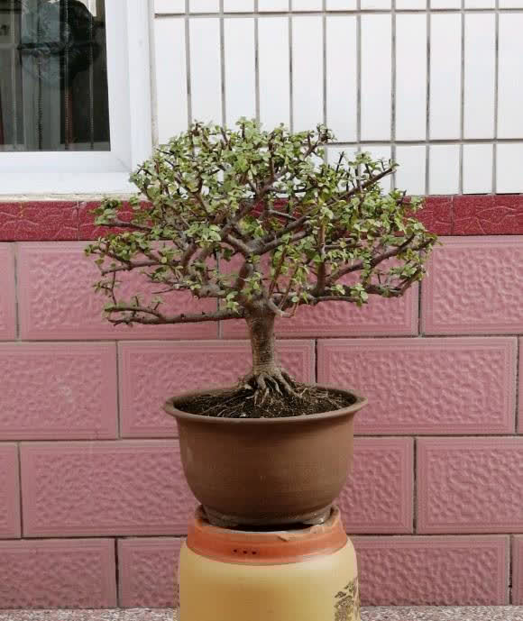 金枝玉叶的造型顺序，先养桩，后剪枝，多晒太阳，形状更美