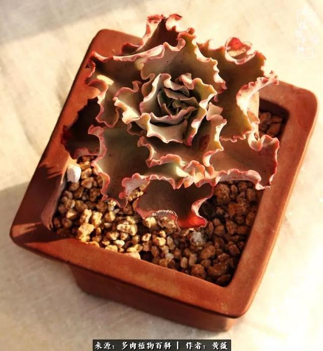 养了三年多肉,终于明白佛系养肉才是王道!