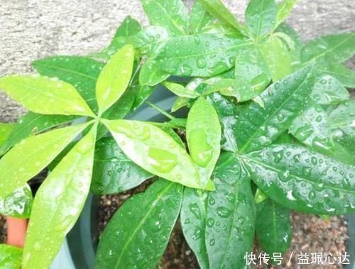 聪明人养花就养3种,可镇宅招财、有益健康,养护也省心