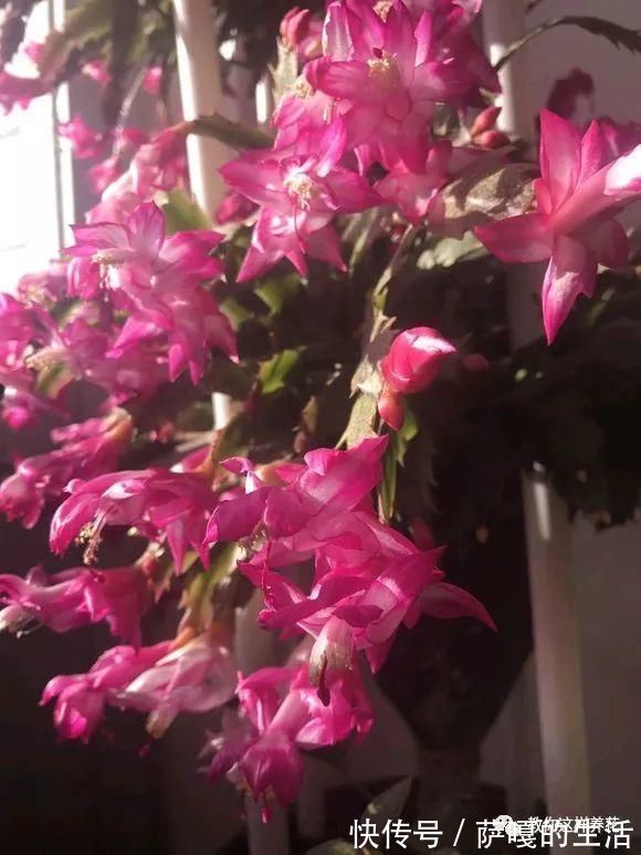 发酵|老花匠:扔4种“东西”,就是扔钱,比花肥还好用,不花钱!